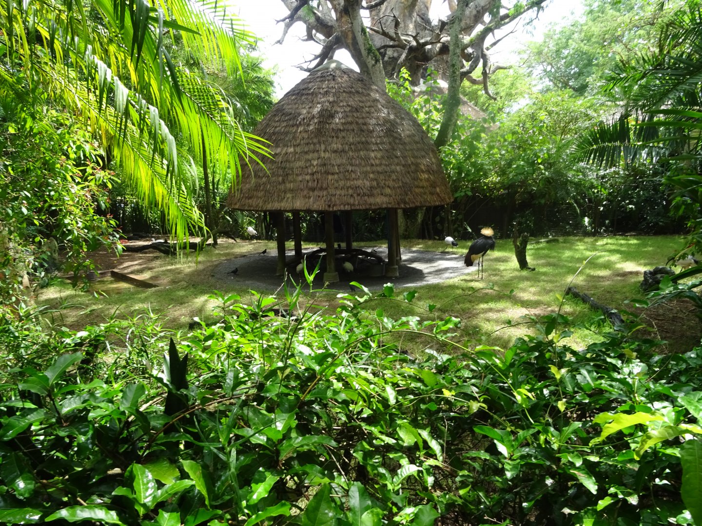 Black Crowned Crane Enclosure at Disney's Animal Kingdom (2014)