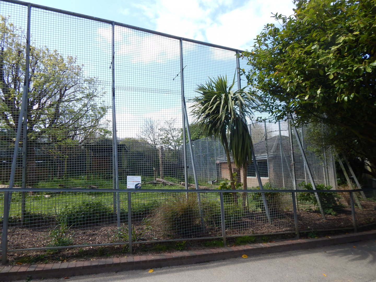 Black crowned-crane exhibit 240424