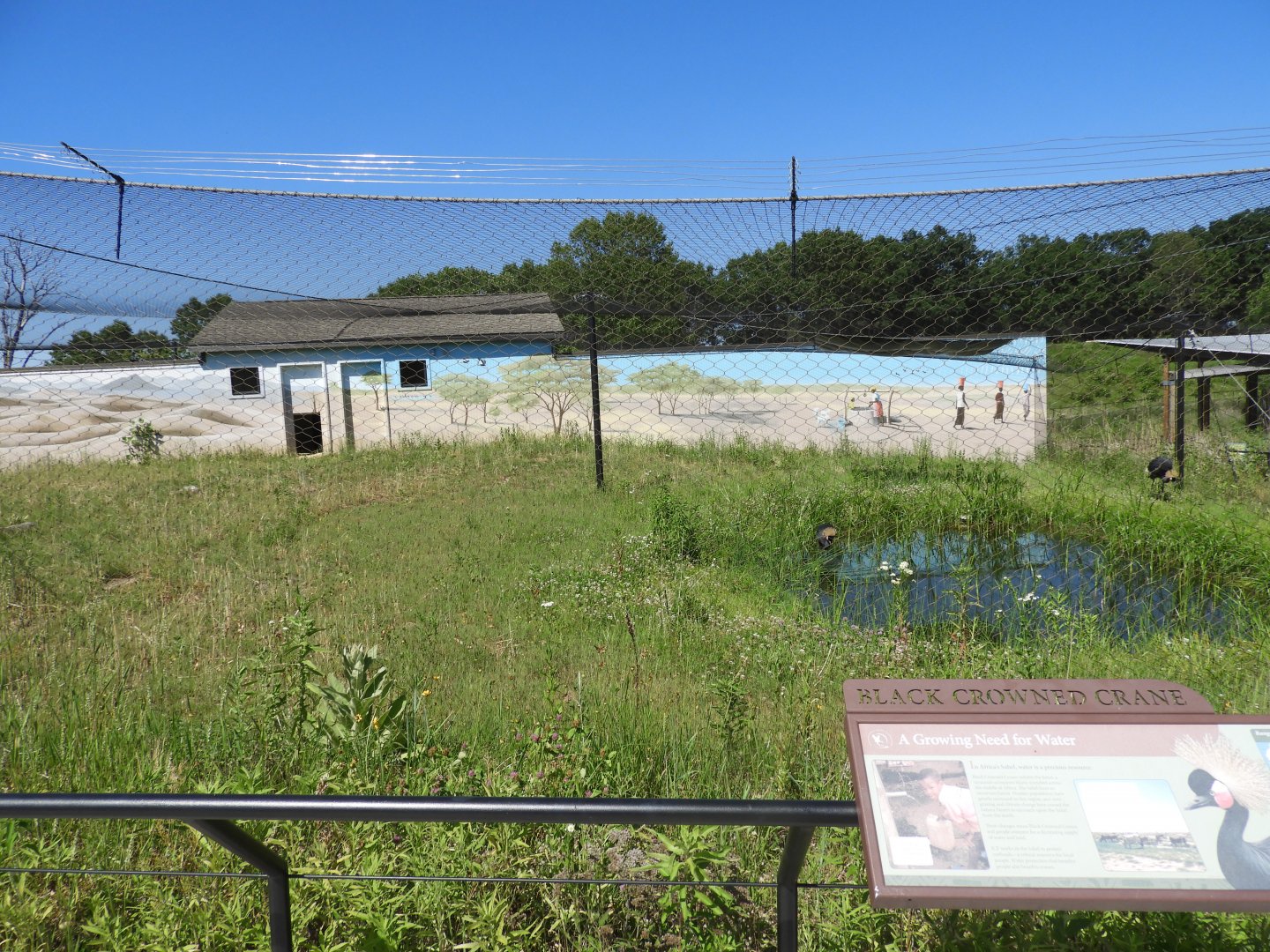 Black Crowned Crane exhibit - Spirit of Africa - New in 2021