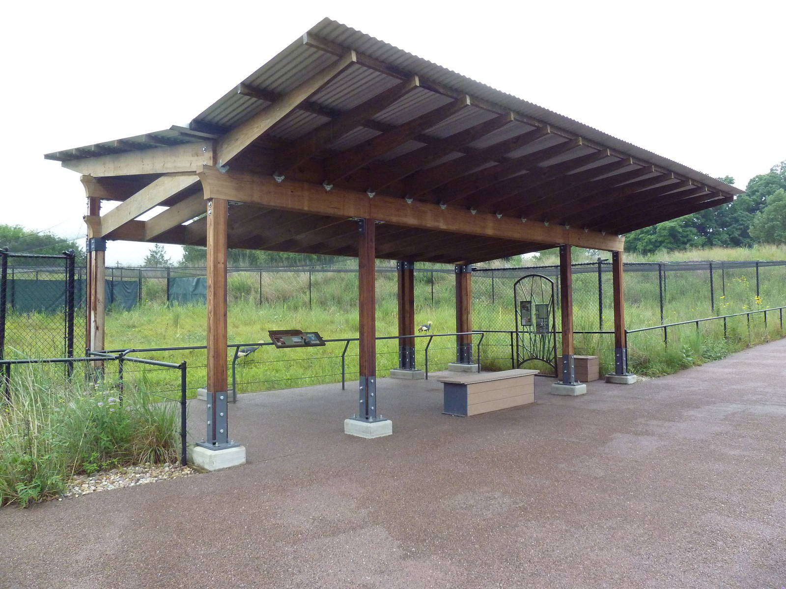 Black Crowned Crane Exhibit