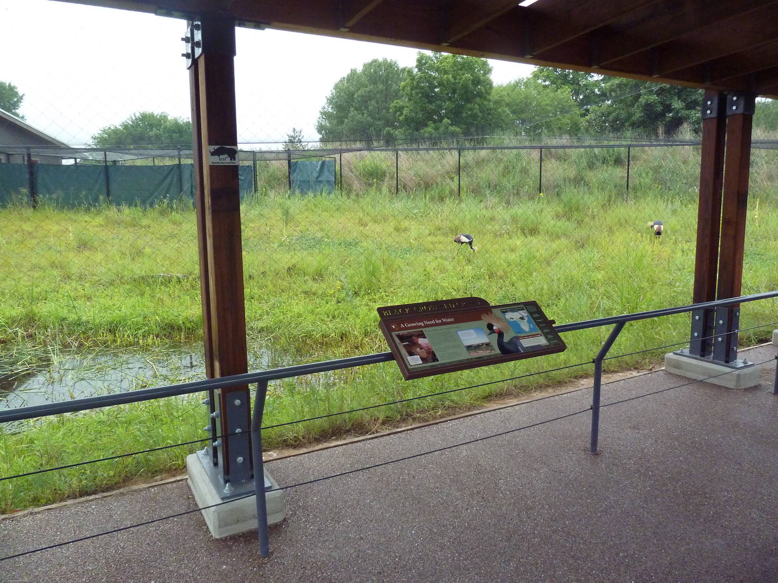 Black Crowned Crane Exhibit