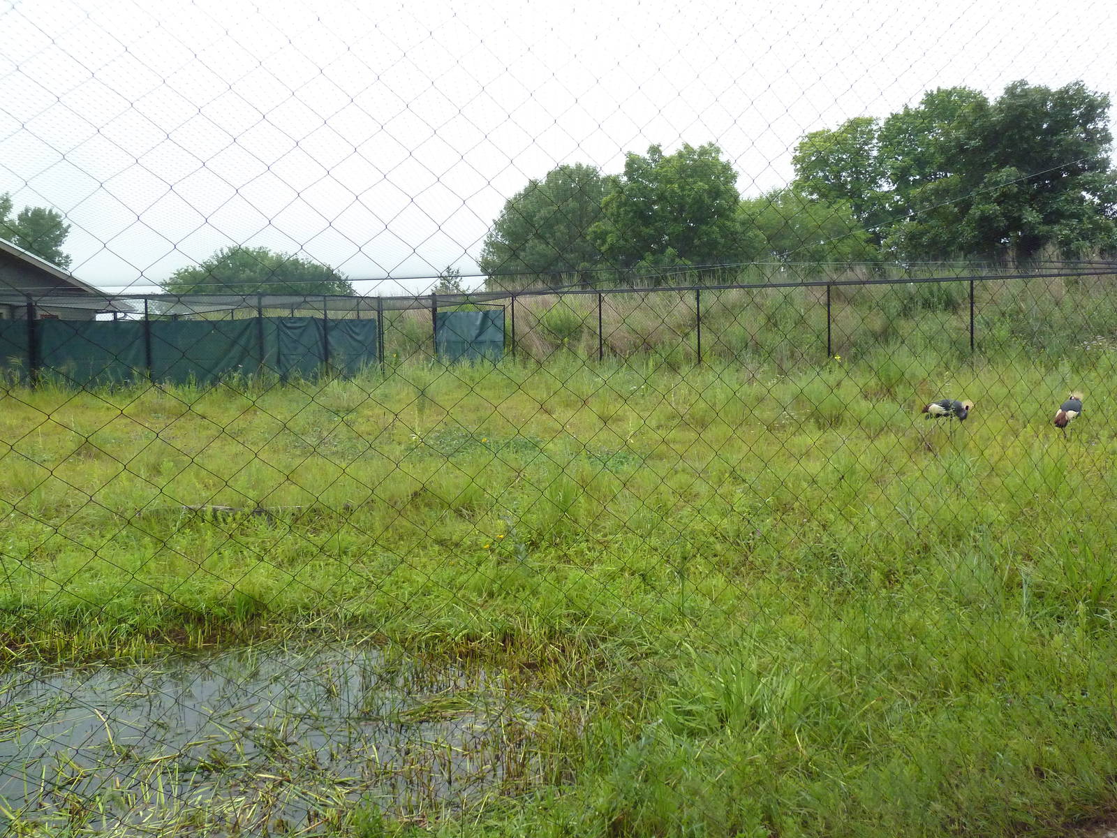 Black Crowned Crane Exhibit