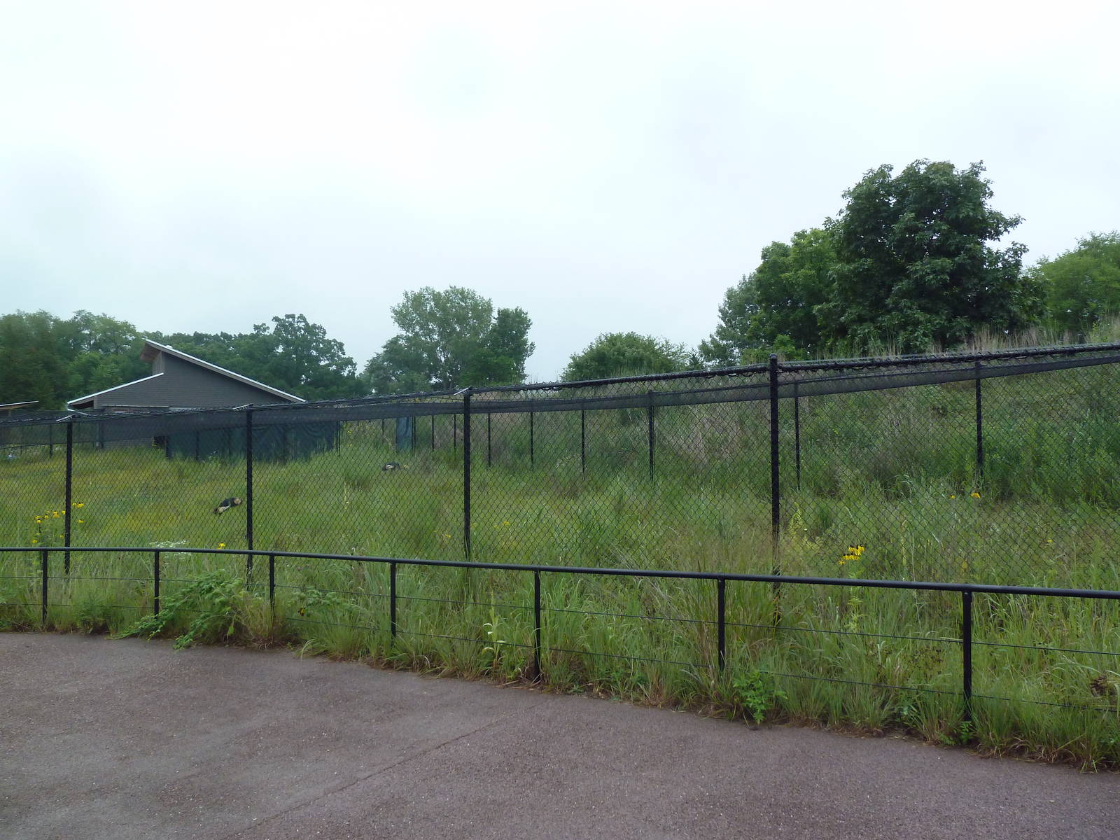 Black Crowned Crane Exhibit