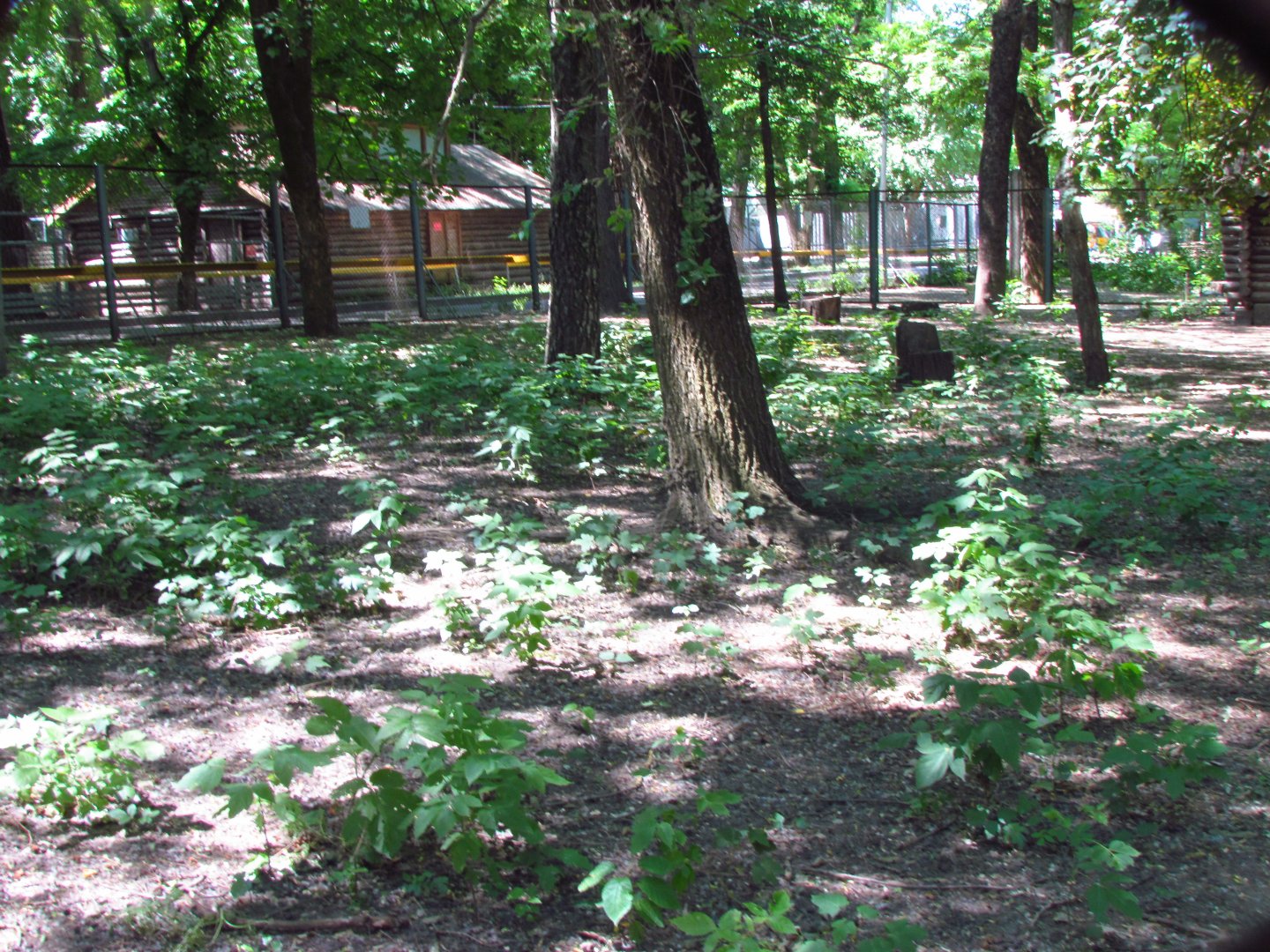 Black crowned crane exhibit