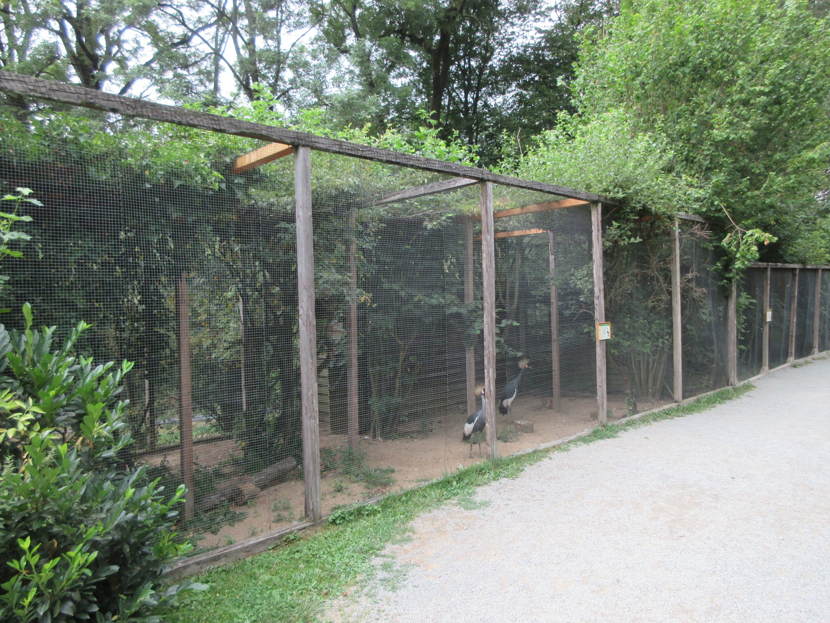 Black Crowned Crane Exhibit