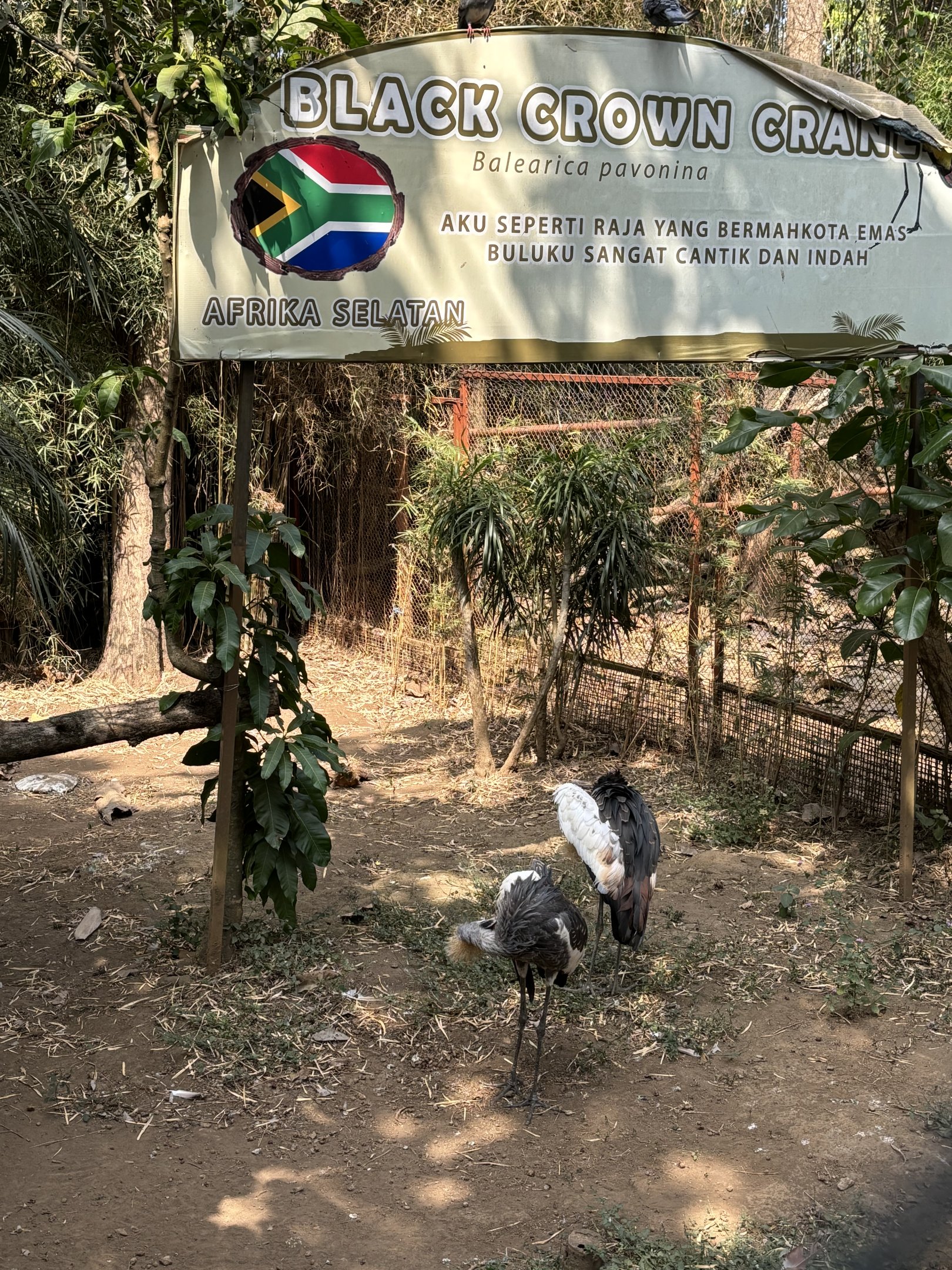 Black Crowned Crane Exhibit