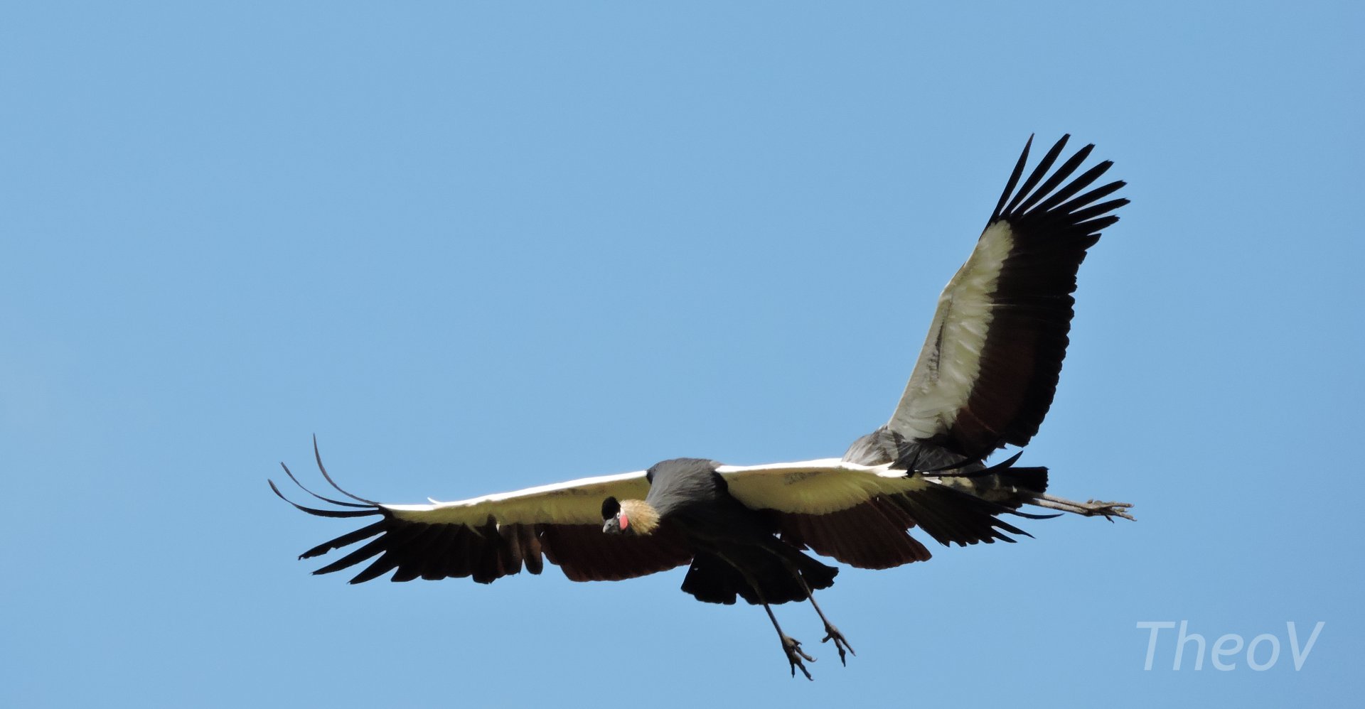 Black crowned crane - Flightshow [2015]