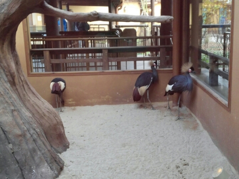 Black Crowned-crane in the Lost Valley attraction