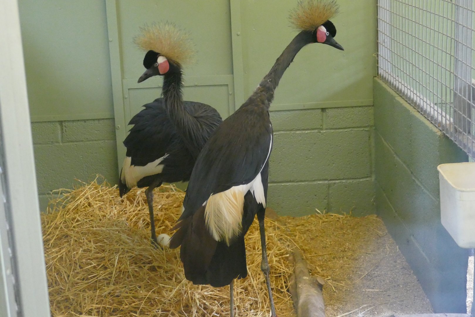Black crowned crane nest, August 2018