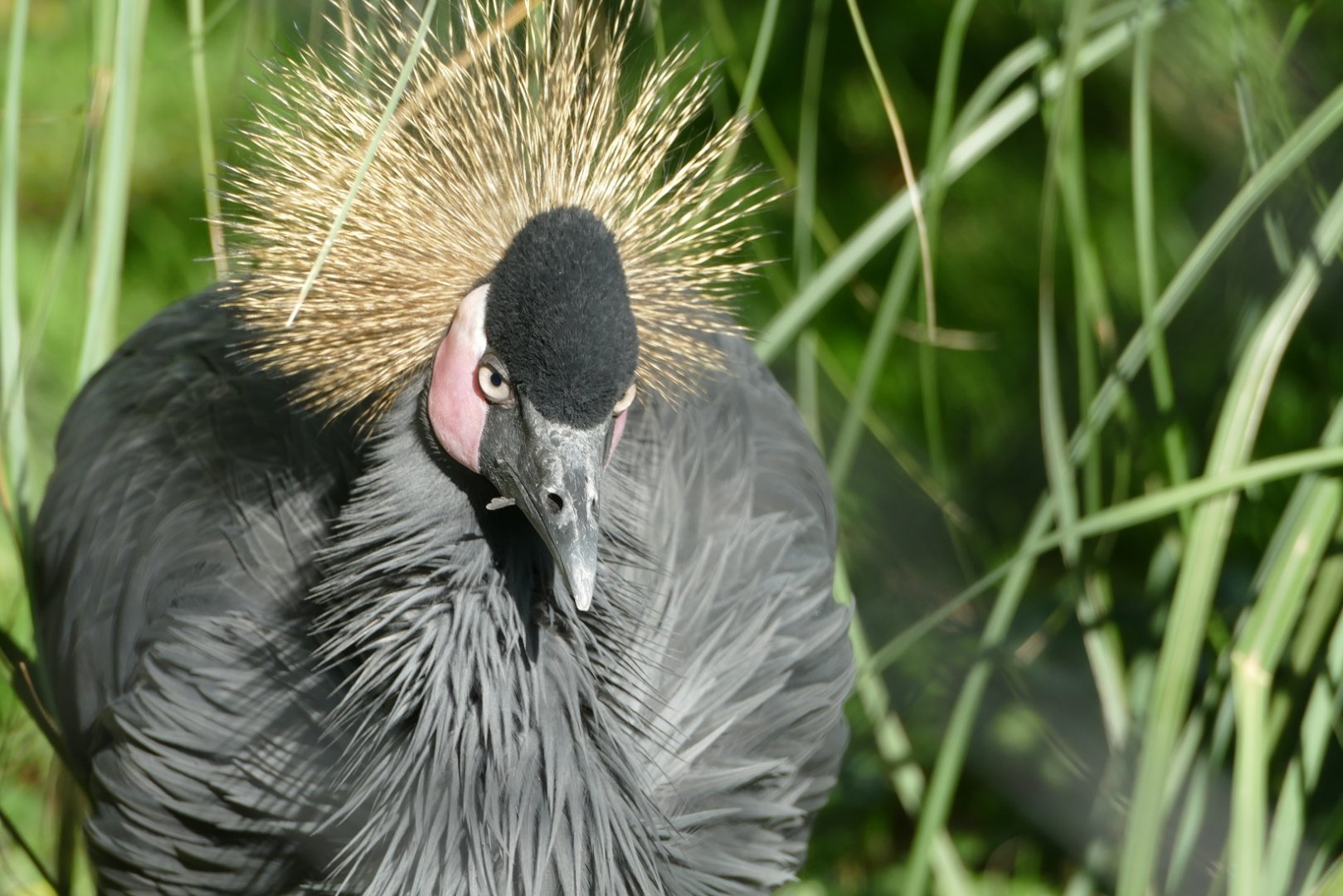 Black-crowned crane, October 2020