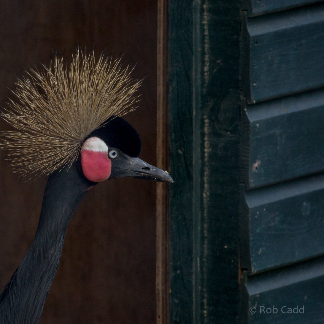 Black crowned-crane : Paignton : 17 Oct 2016