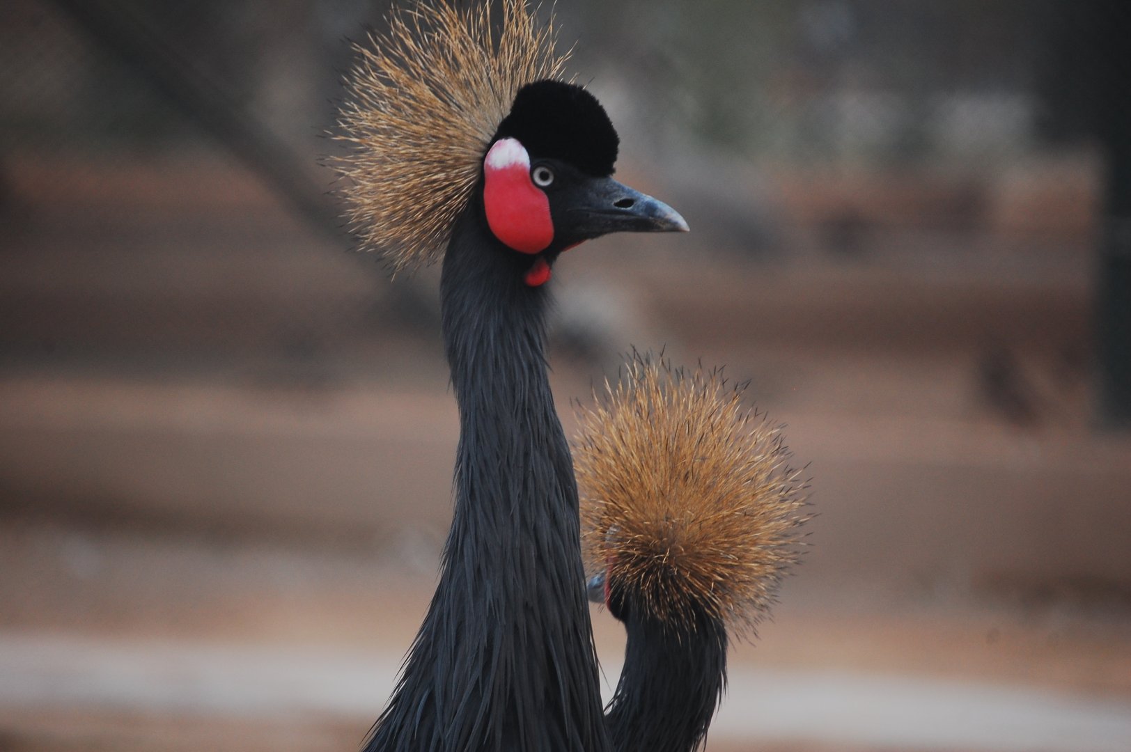 Black crowned crane - Peshawar zoo 12/14/2019