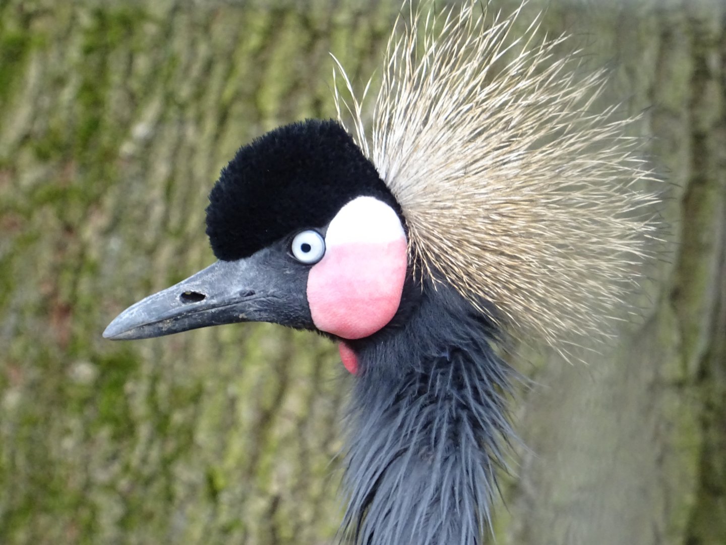 Black Crowned Crane side profile (Balearica Pavonina)