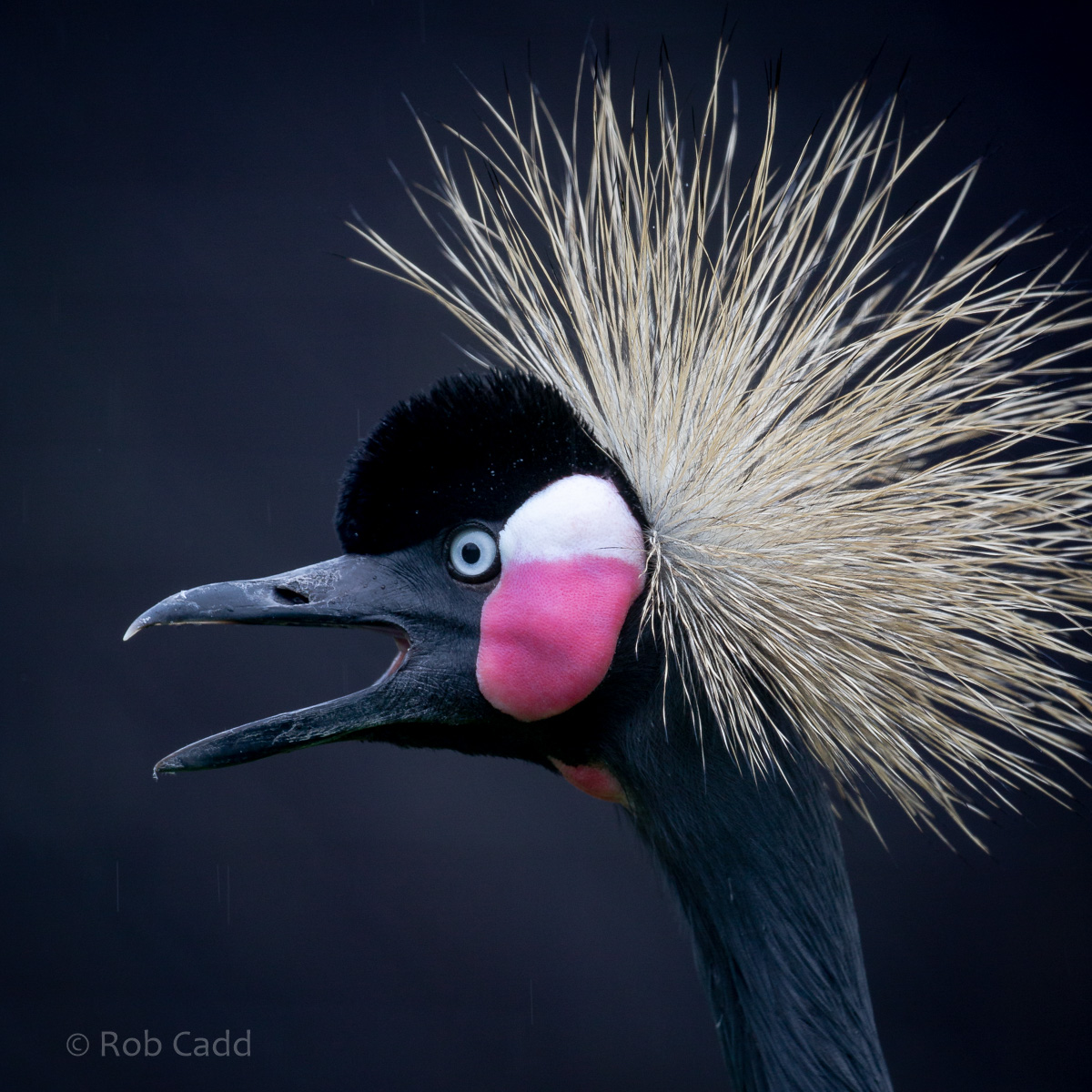 Black crowned-crane (West African black crowned-crane) : Whipsnade : 22 Sep 2019
