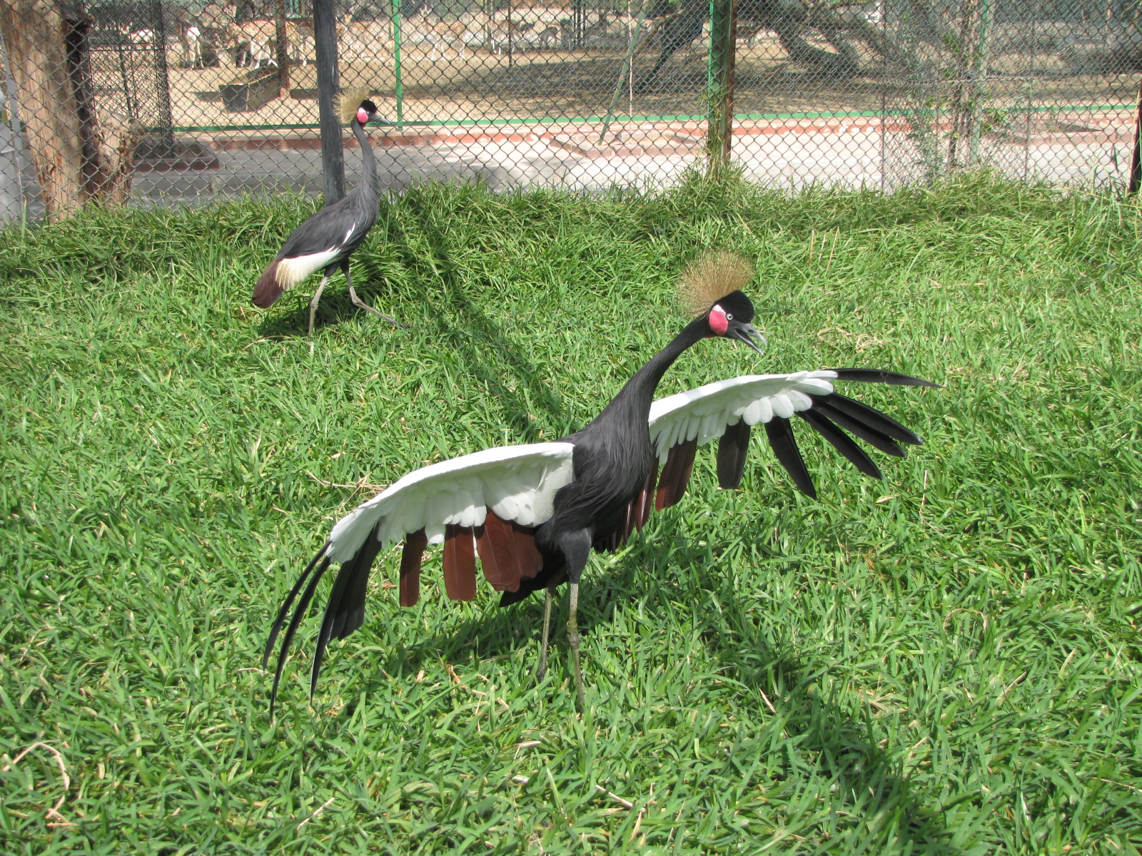 Black crowned-crane