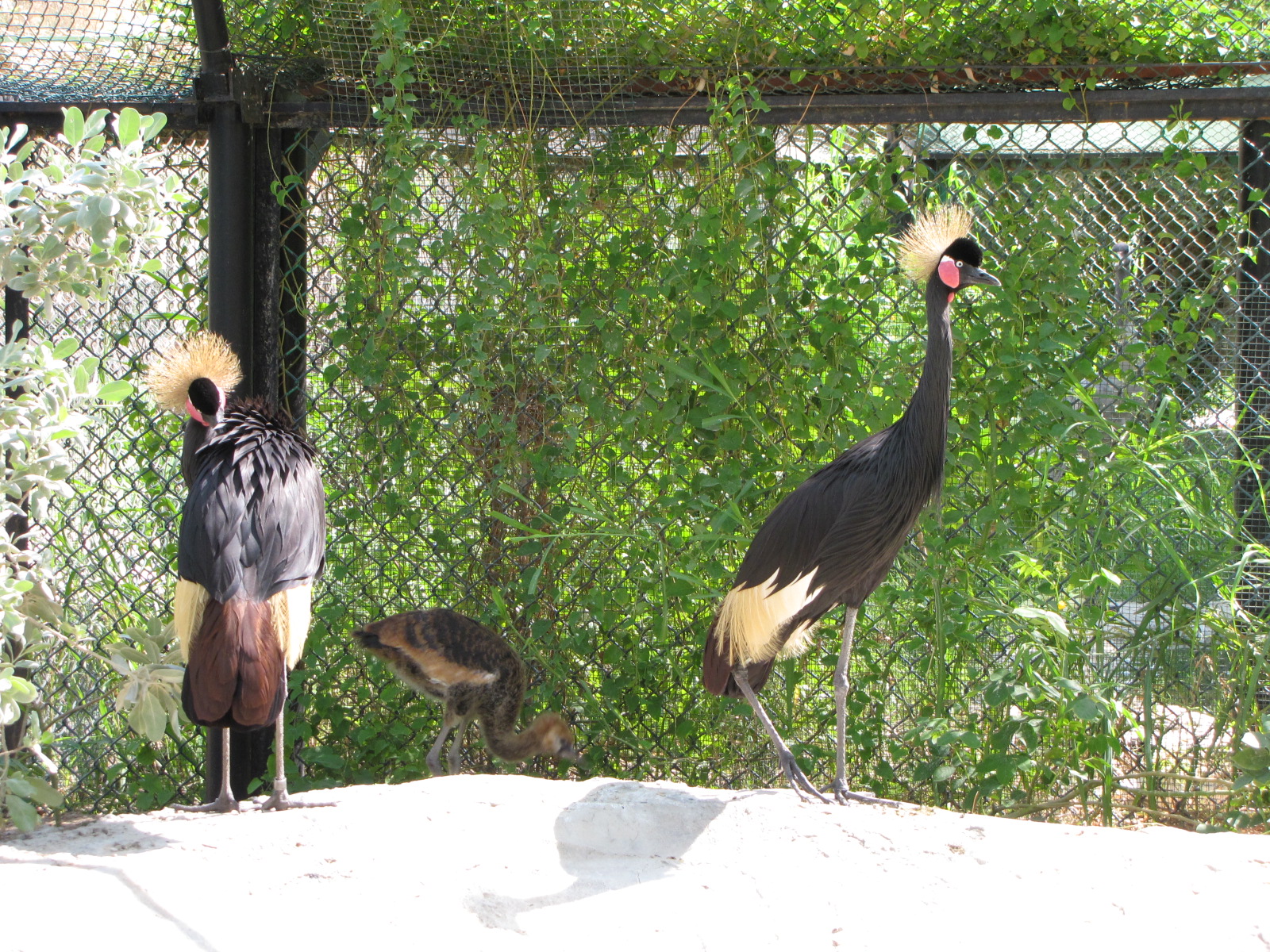 Black crowned-crane