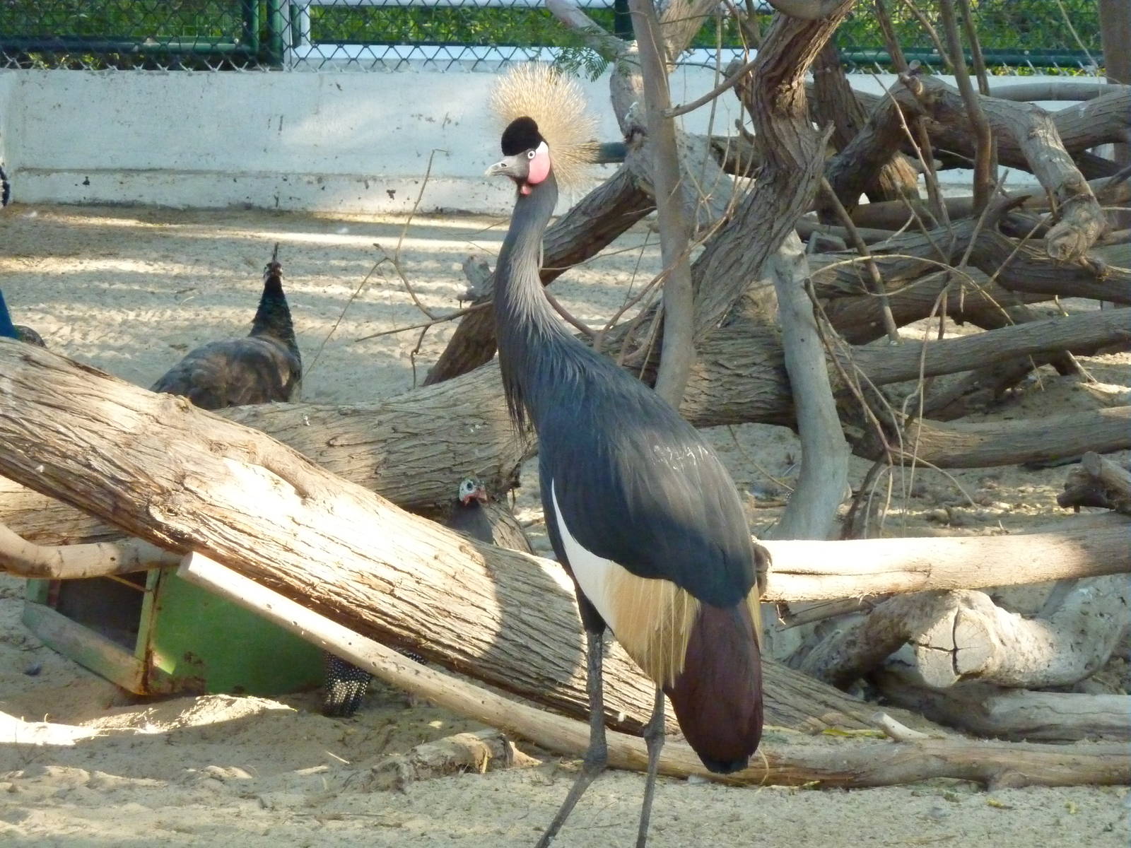 Black-crowned crane