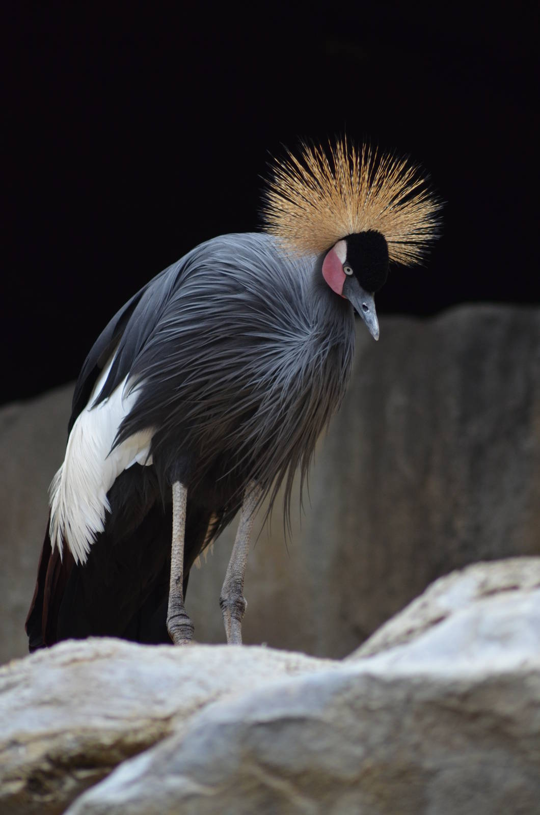 Black-crowned Crane