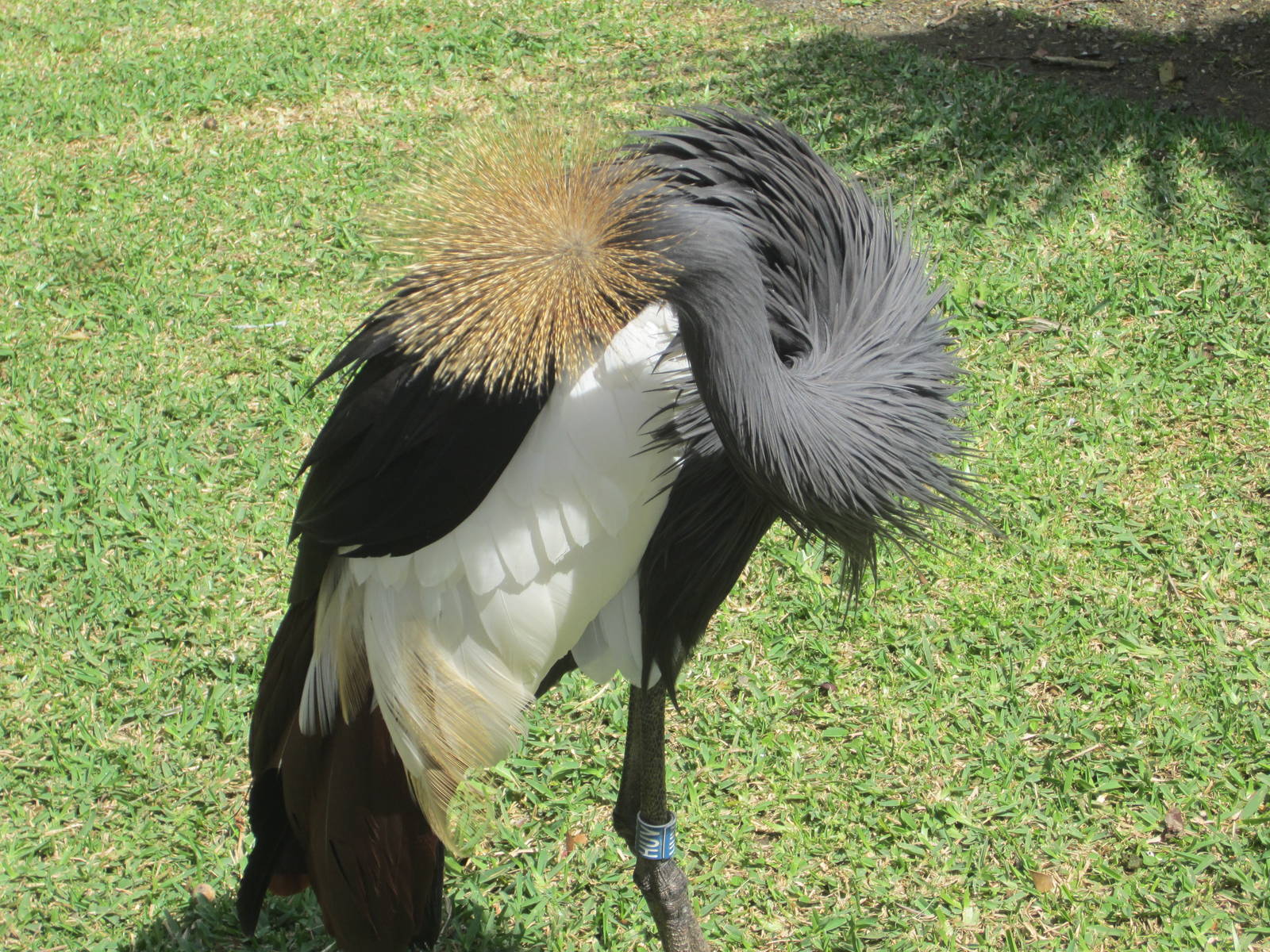 Black crowned crane