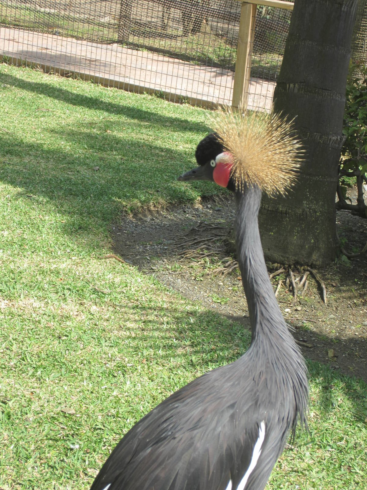 Black crowned crane