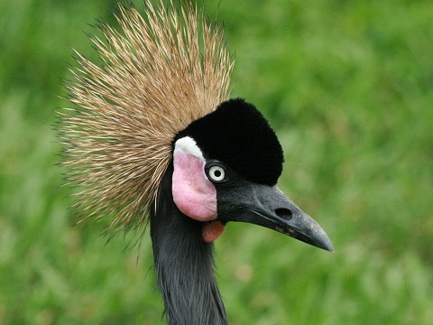 Black Crowned-crane