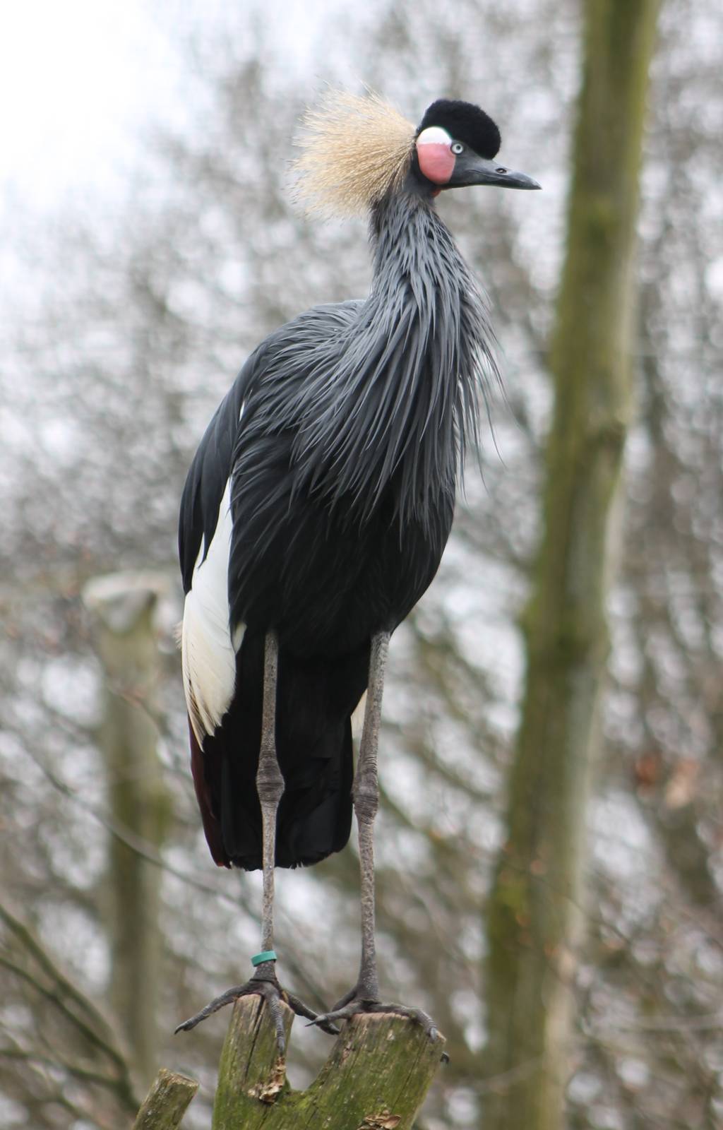 Black crowned crane