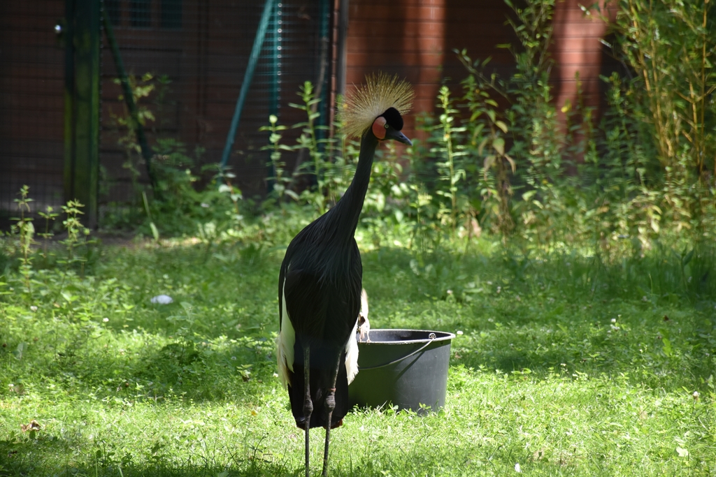 Black crowned crane