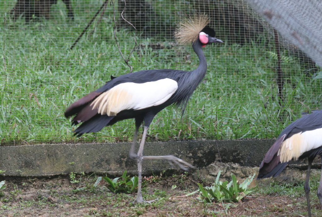 Black Crowned Crane