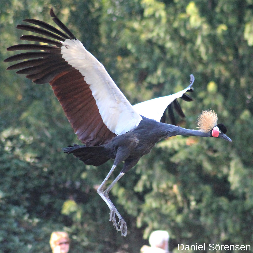 Black Crowned crane