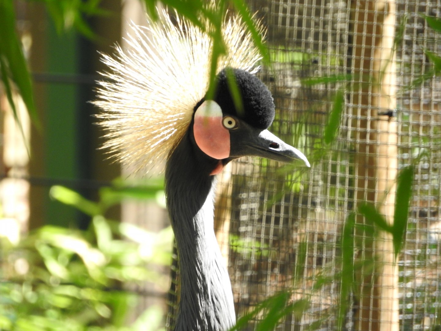 Black-crowned Crane