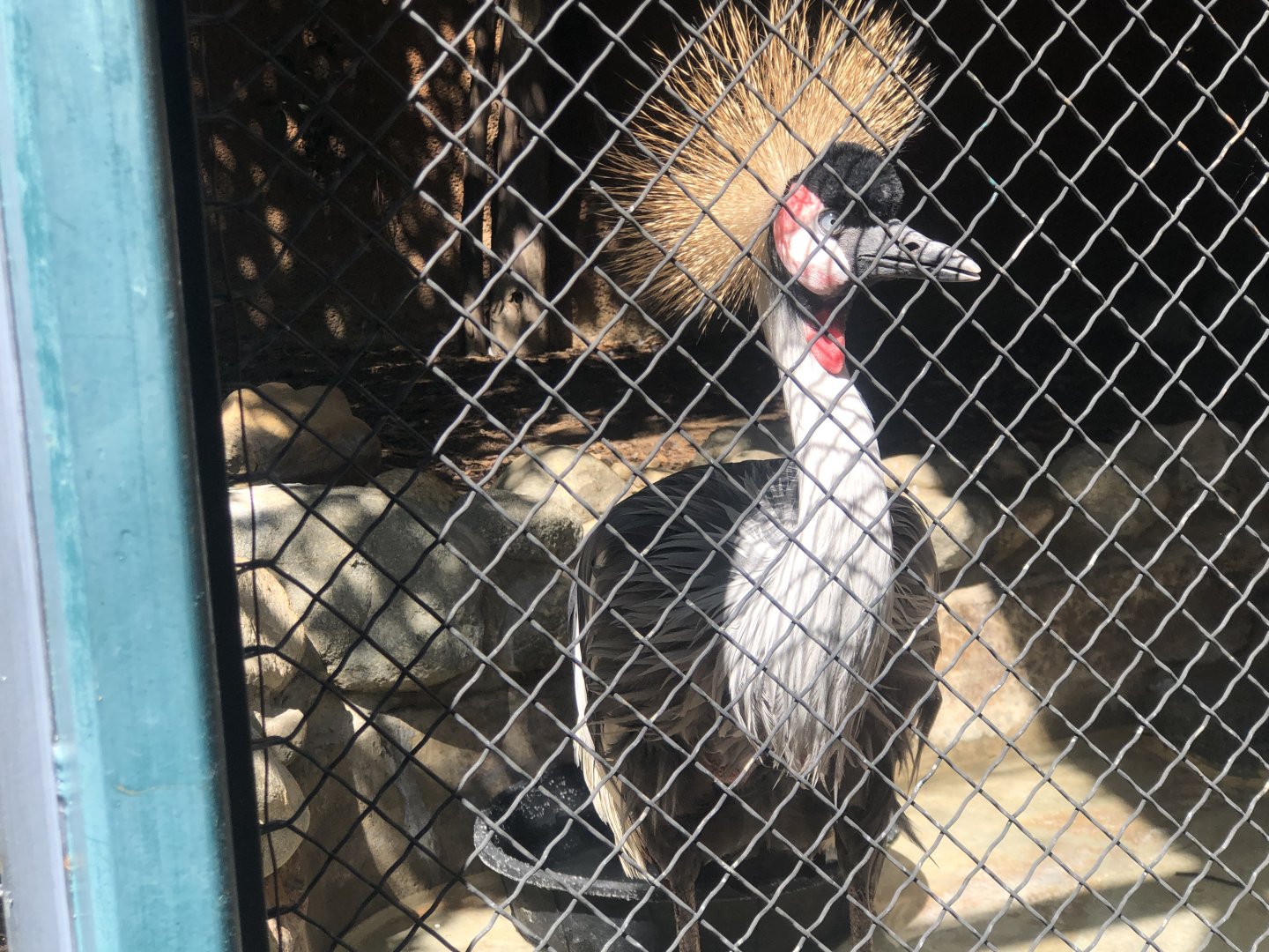 Black Crowned Crane