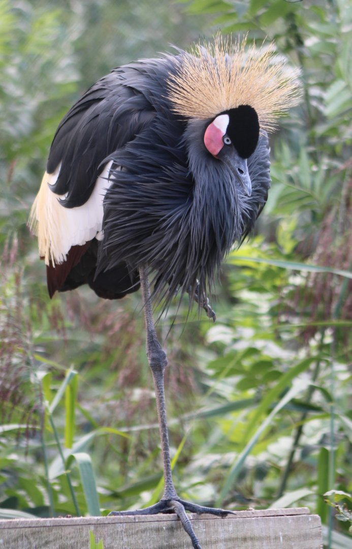 Black crowned crane
