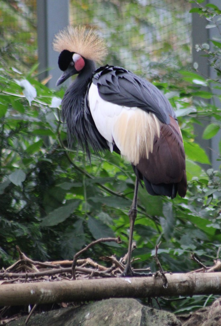 Black crowned crane