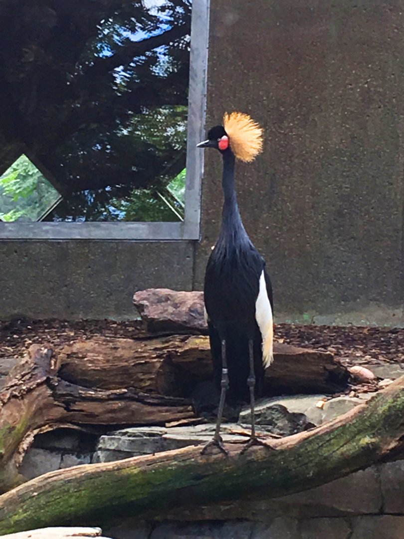 Black-Crowned Crane