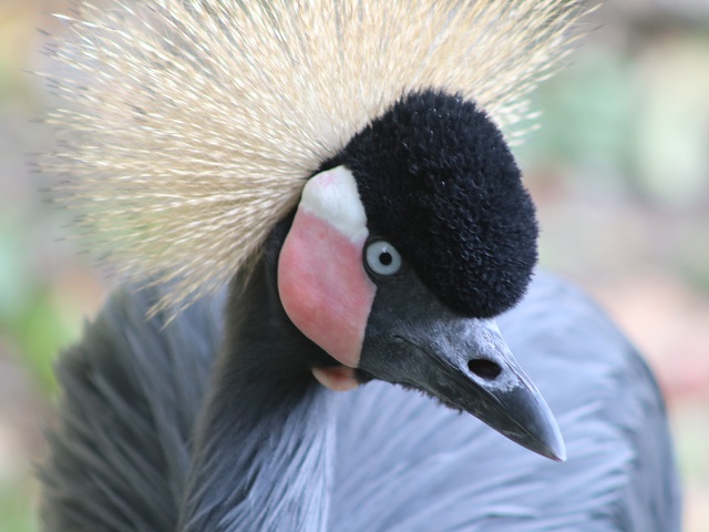 Black Crowned-crane