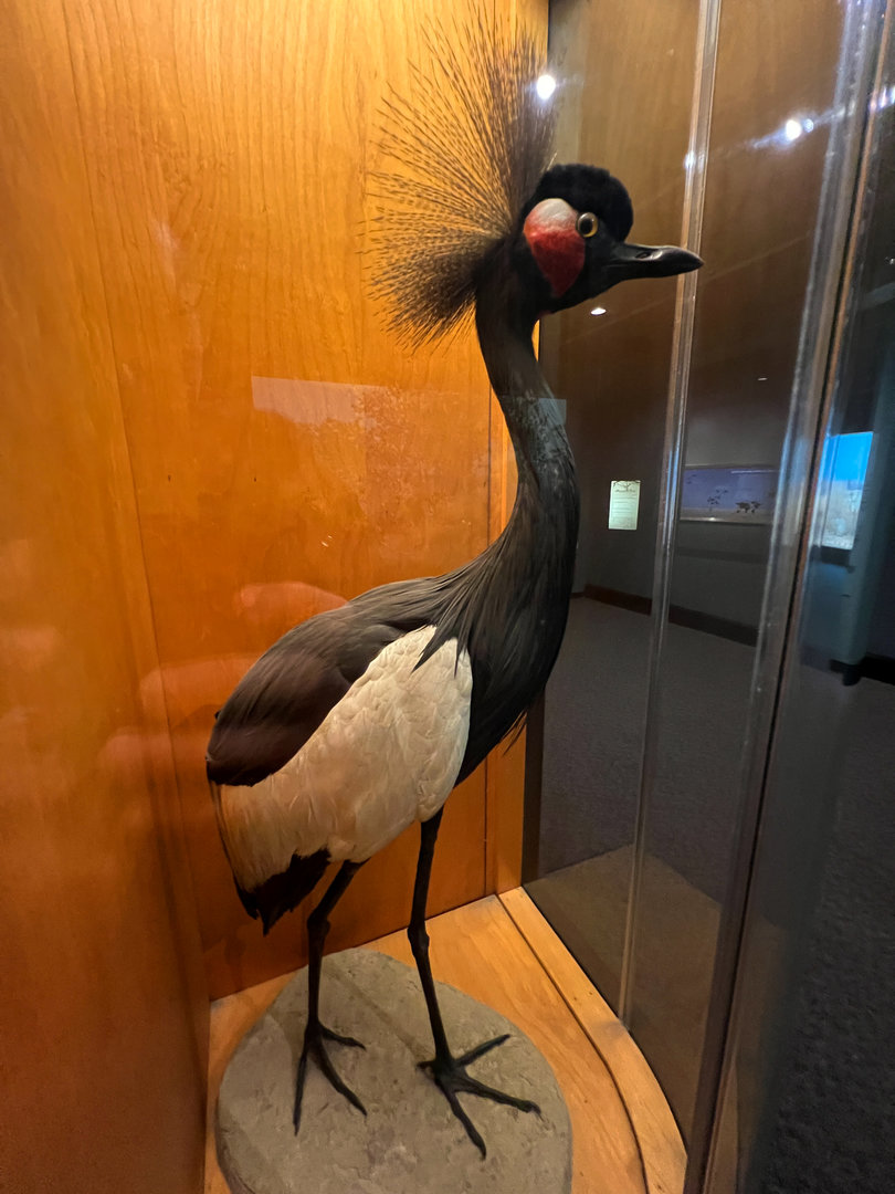 Black Crowned Crane