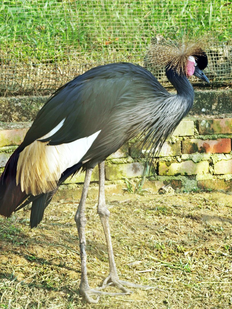 Black crowned crane