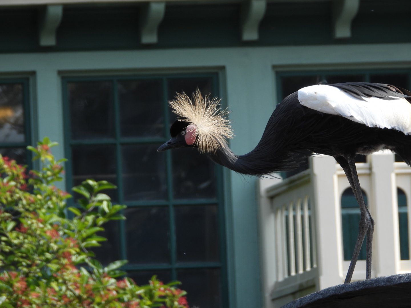 Black crowned crane