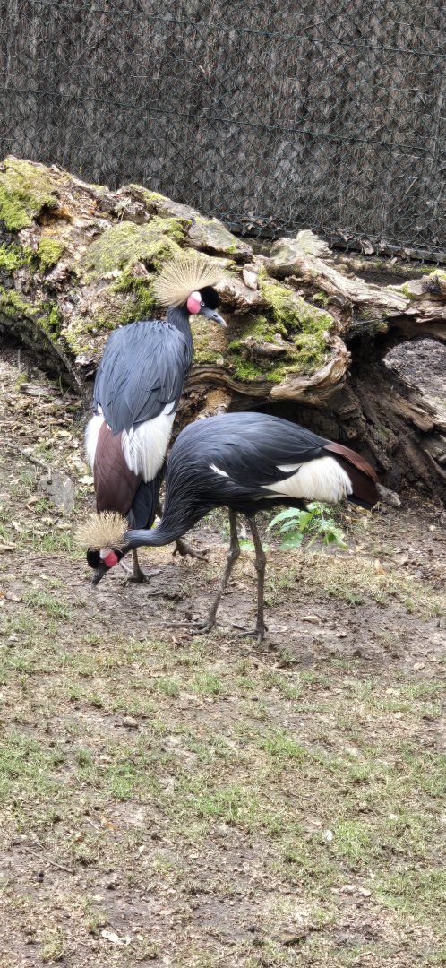 Black crowned crane