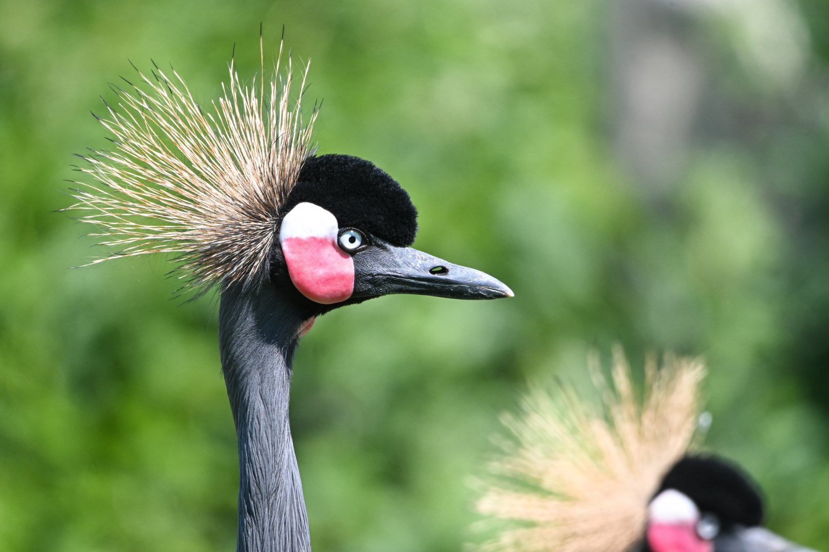 Black crowned crane