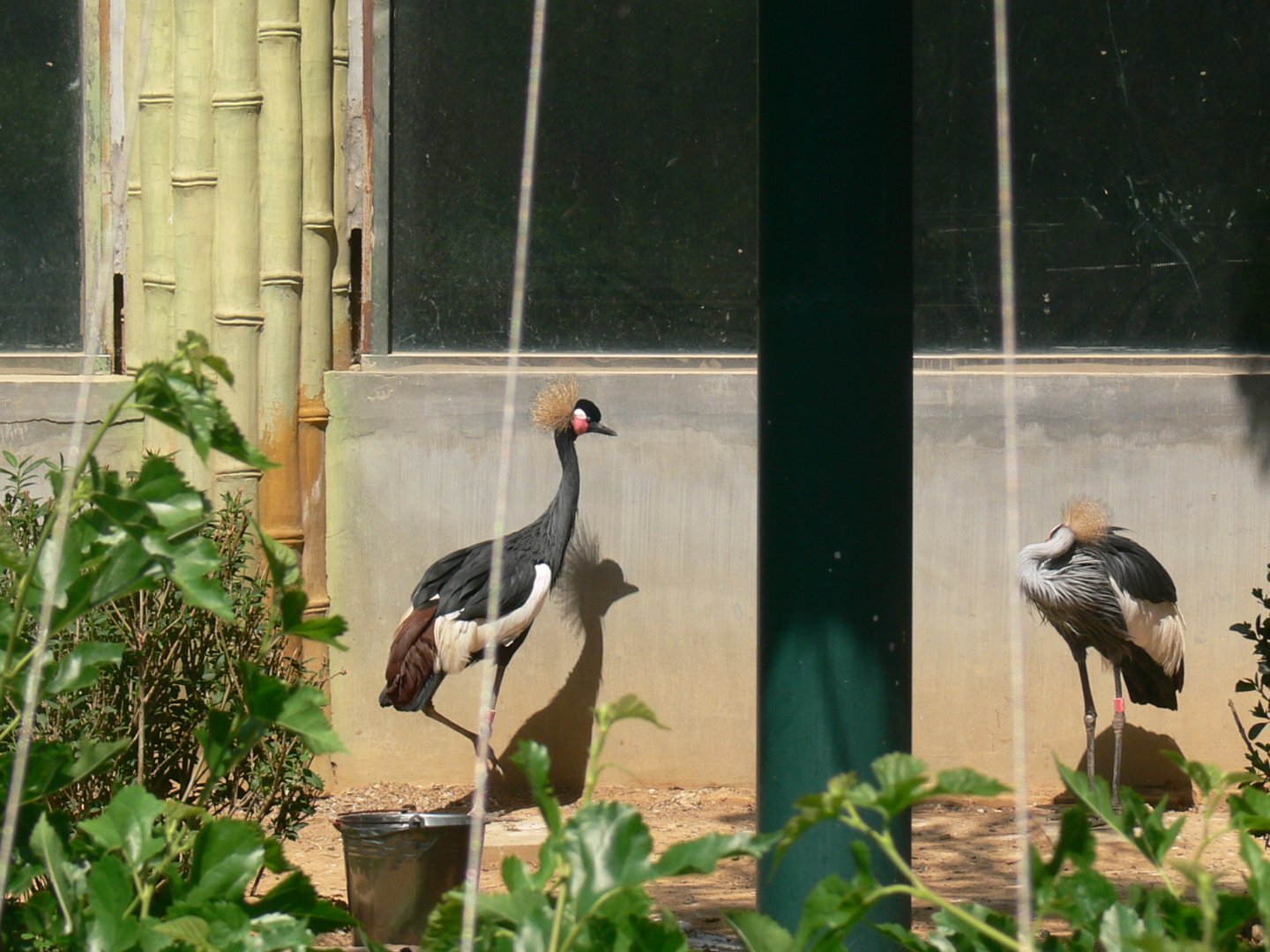 Black Crowned Crane