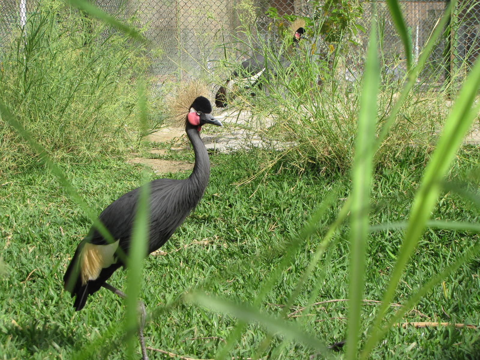 black crowned crane