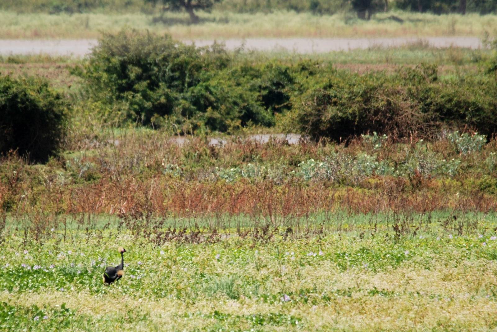 Black Crowned Cranes at Lake Koka, 13/10/14