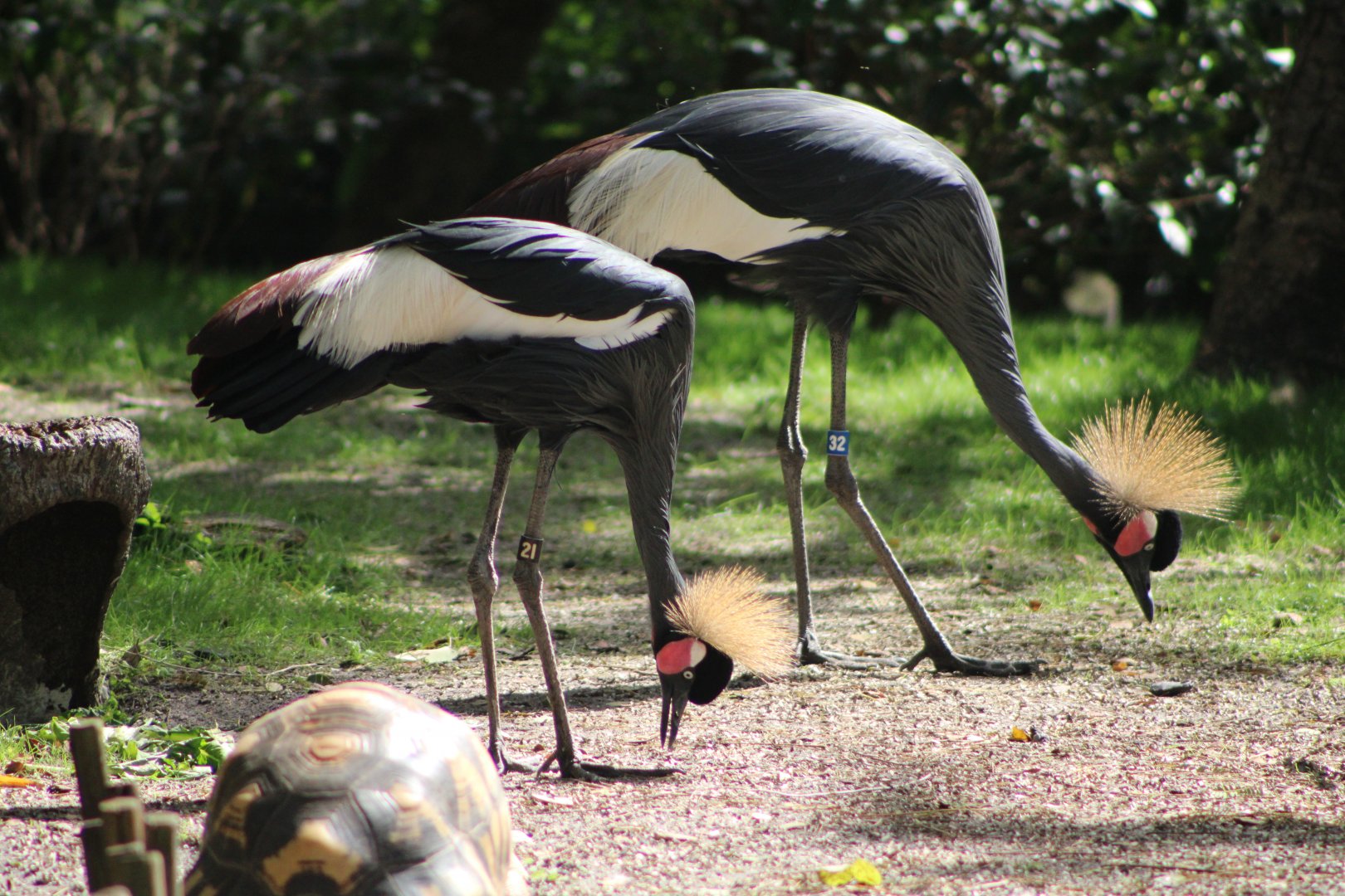 Black Crowned Cranes (B. pavonia) and Radiated Tortoise (A. radiata)