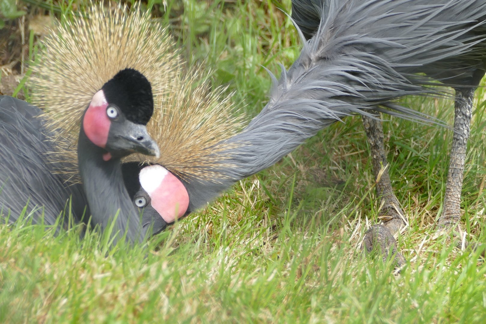 Black Crowned Cranes, June 2022