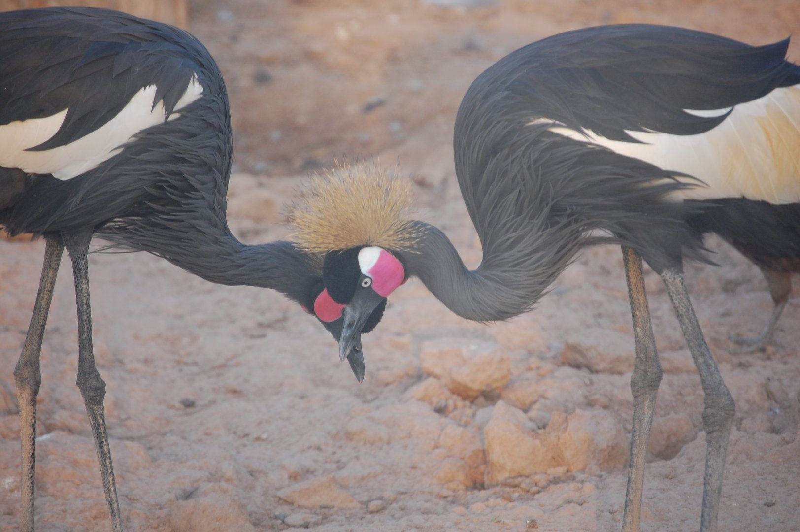Black crowned cranes - Peshawar Zoo 20/10/2018