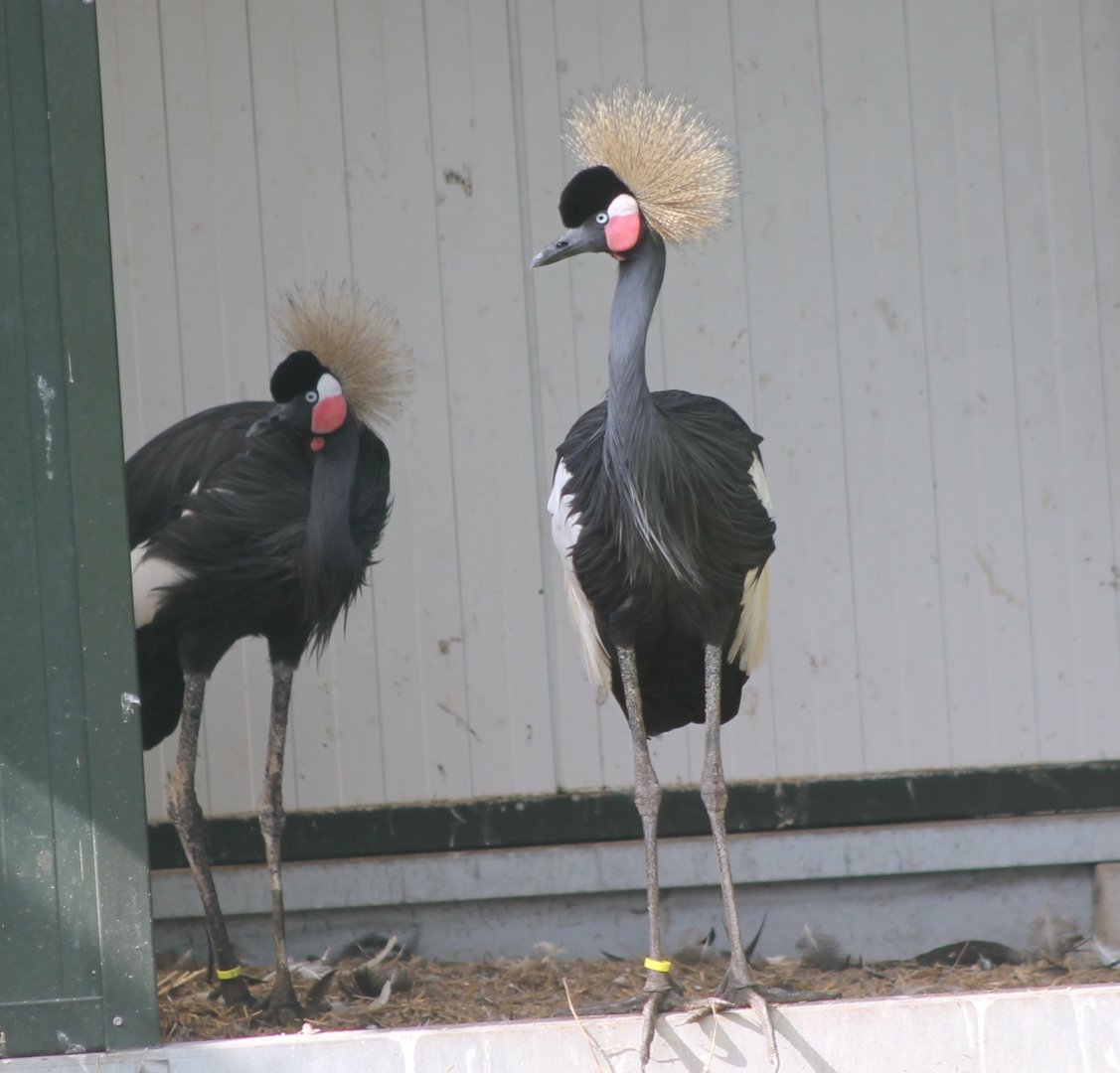 Black crowned cranes