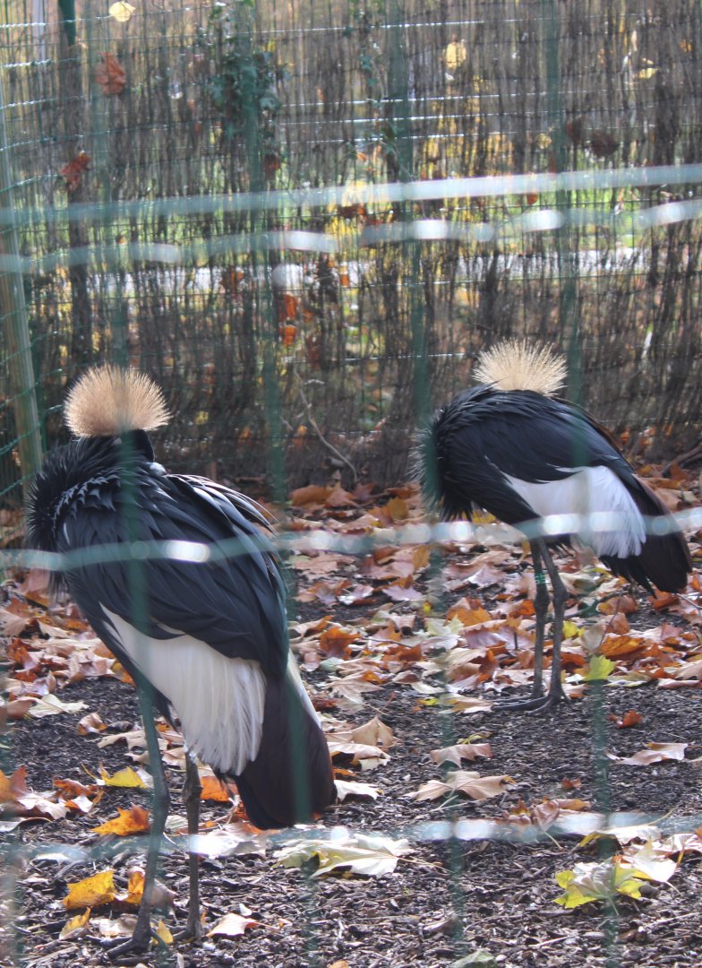 Black crowned cranes