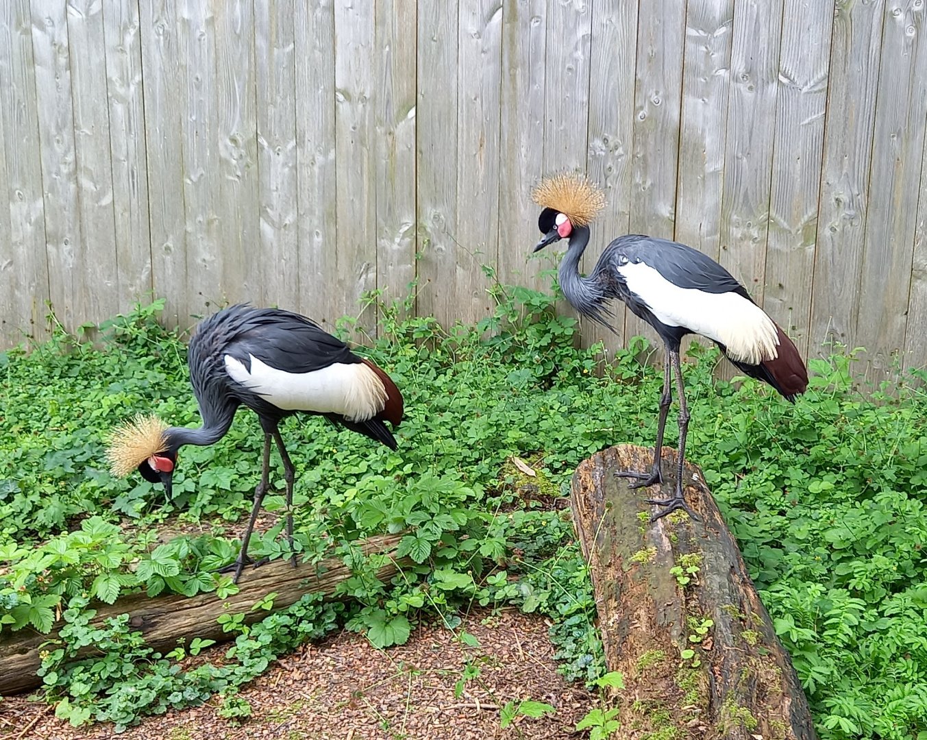 Black crowned cranes
