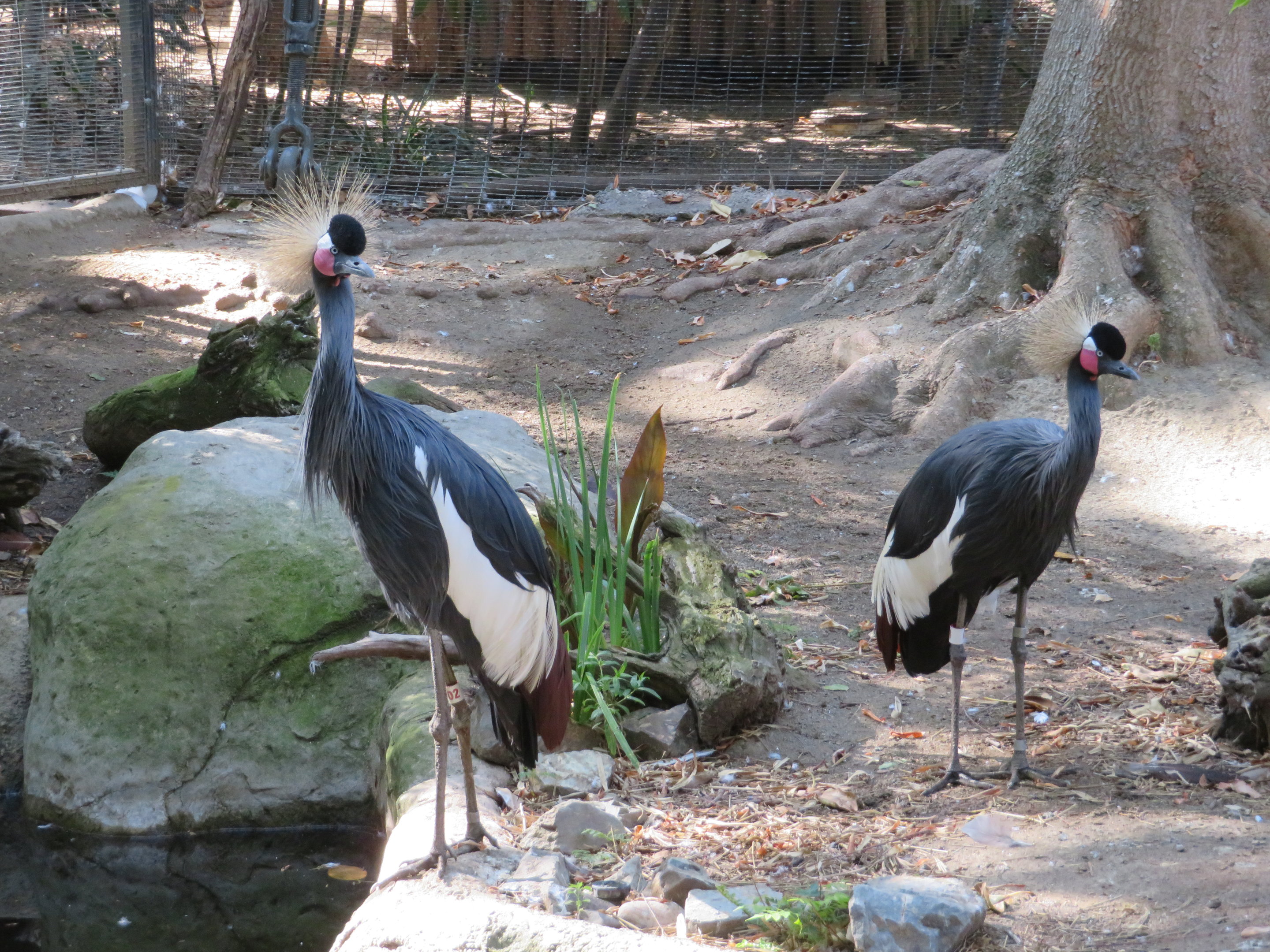 Black Crowned Cranes